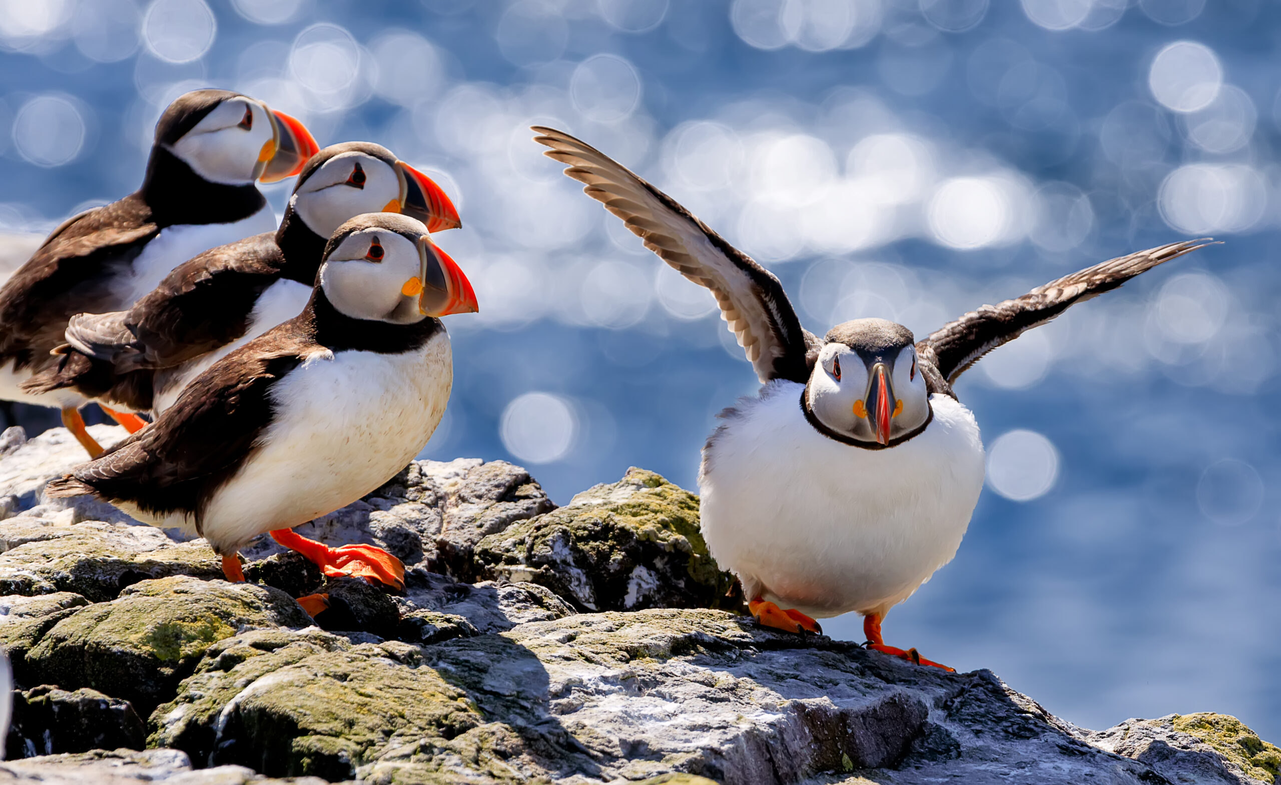 The,Flock,Of,Atlantic,Puffins,Are,Standing,On,A,Cliff